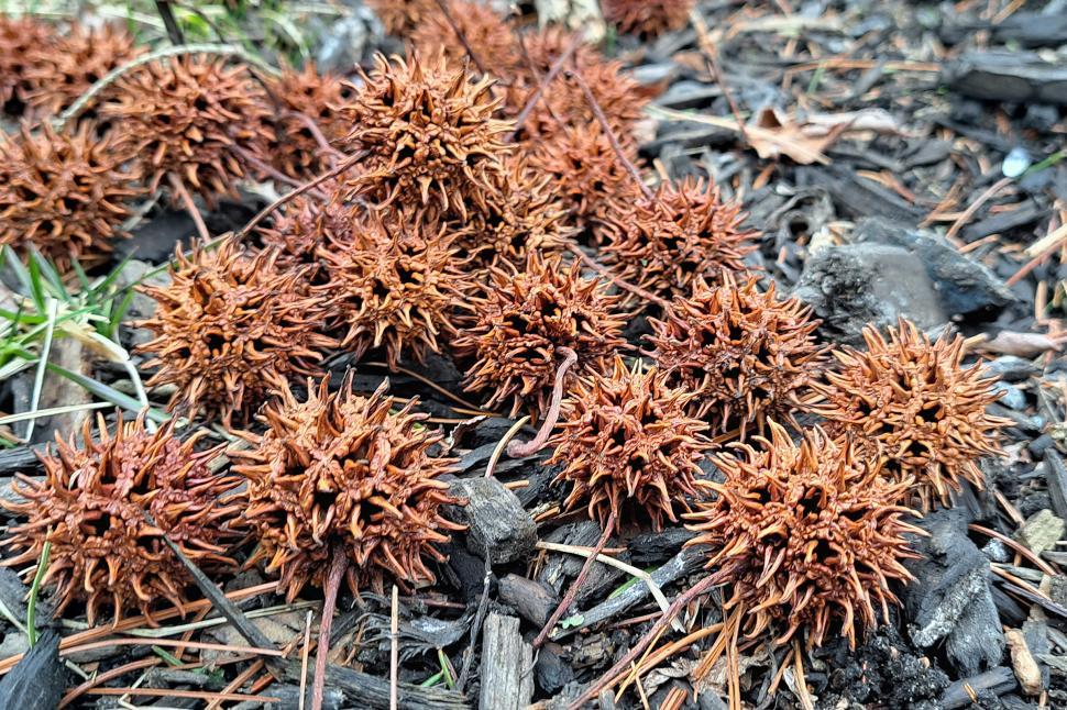 Free Image of American Sweet Gum Tree Seed Pods 