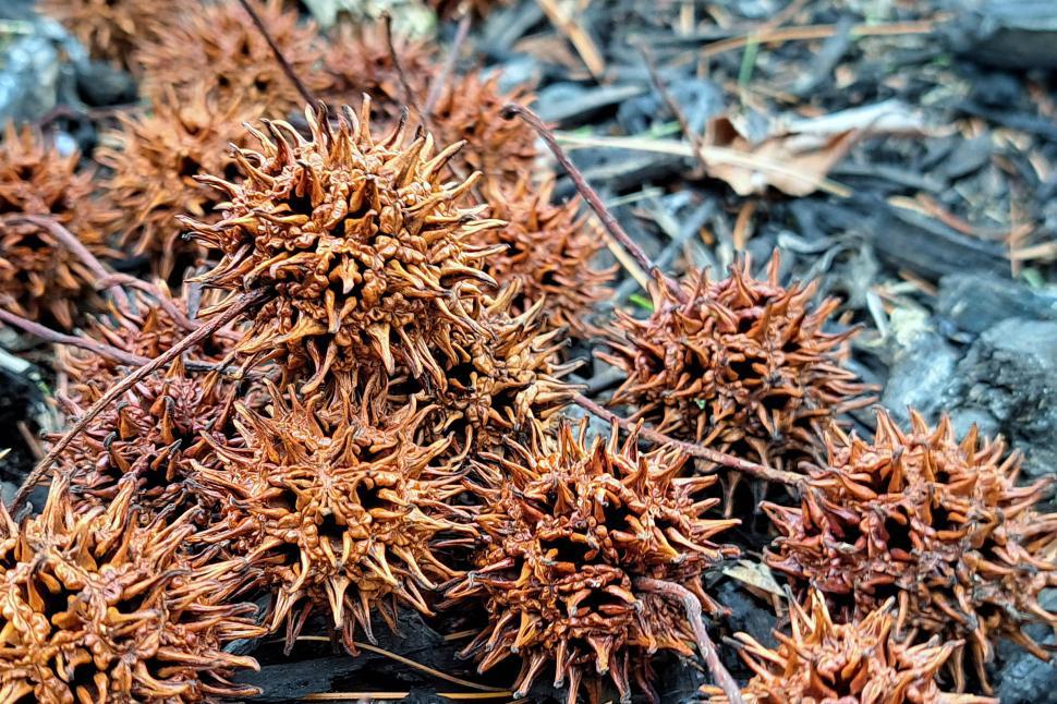 Free Image of Prickly Sweet Gum Tree Seed Pods 