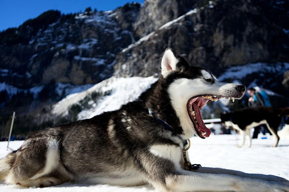 Free Image of Resting husky yawning on snow with mountainous backdrop 