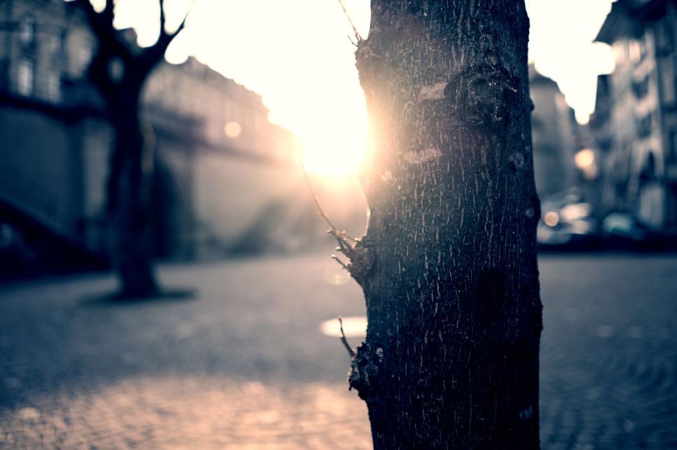 Free Image of Sun shining through tree trunk in a blurry urban scene 