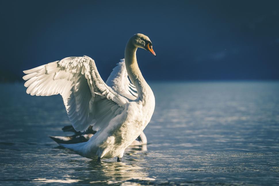 Free Image of Swan gracefully spreading its wings on a tranquil lake 