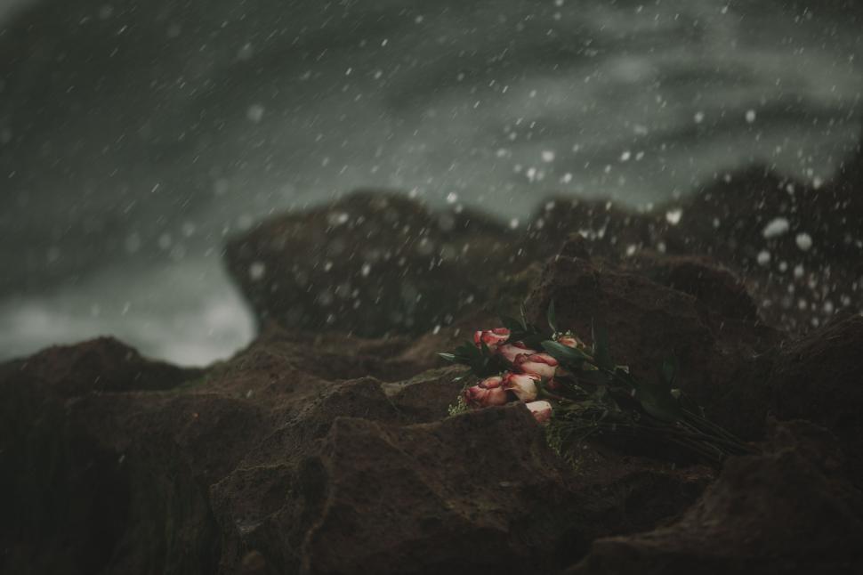 Free Image of Bouquet of roses on wet rocks amid a stormy seascape. 