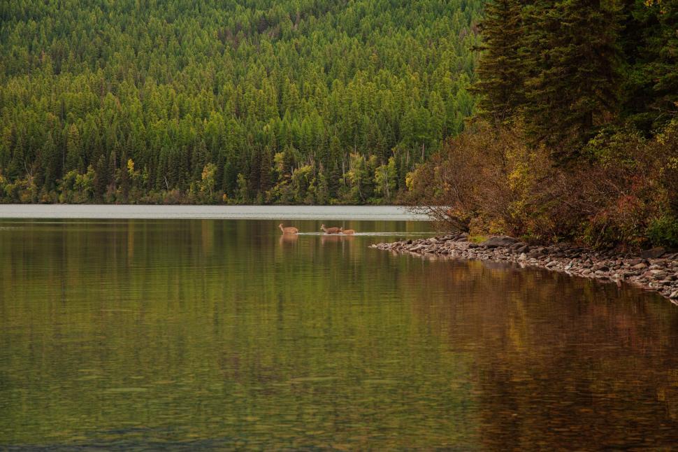 Free Image of Two deer standing in a calm lake near the rocky shore. 