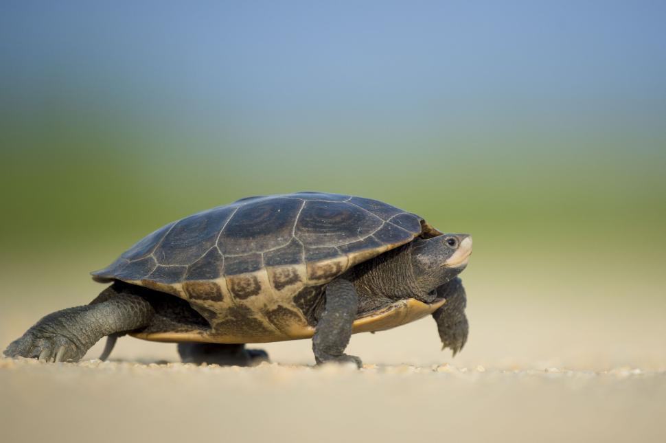 Free Image of Turtle walking on sandy beach with blue sky in background. 