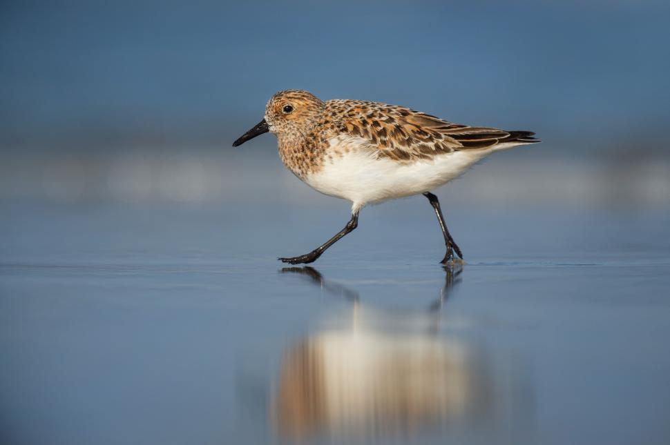 Free Image of Sandpiper walking gracefully on the wet shoreline. 