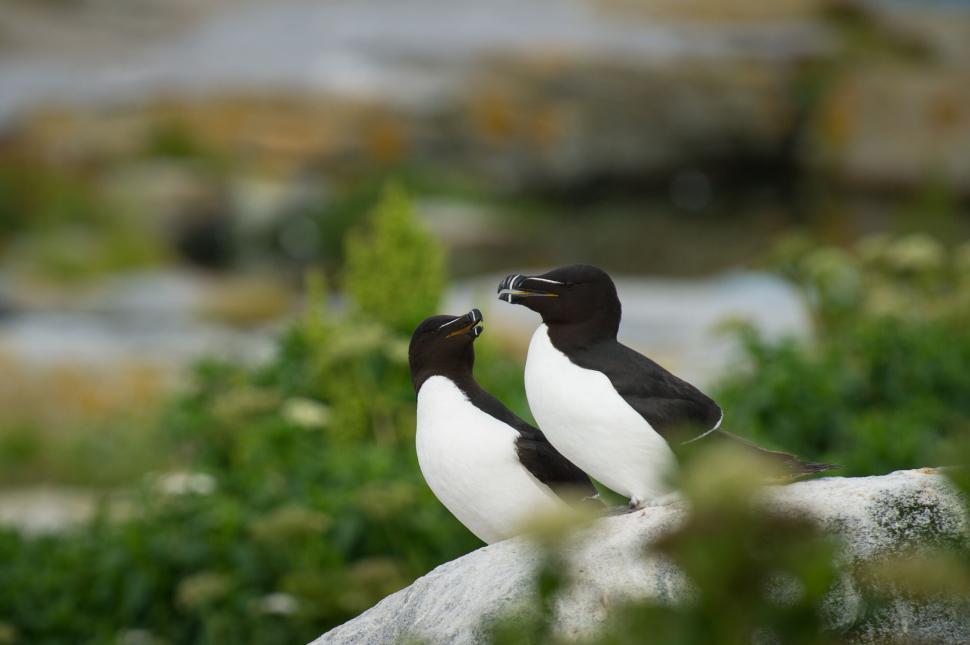 Free Image of Pair of razorbills interacting on rocky terrain. 