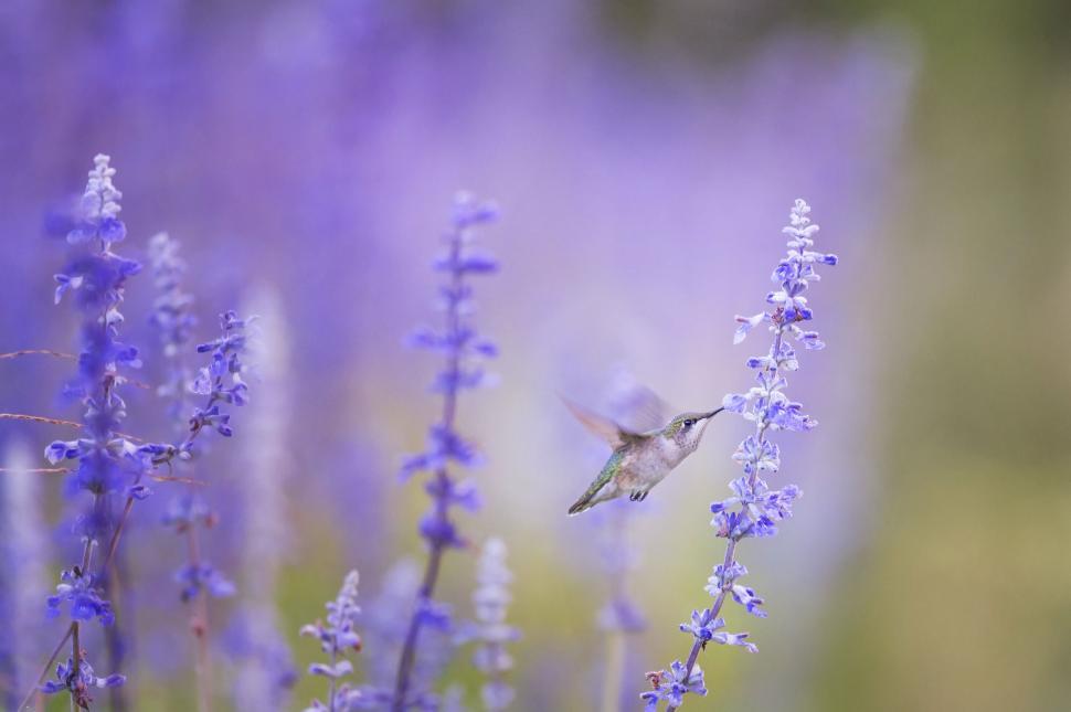 Free Image of Hummingbird feeding on vibrant flowers in the wild. 