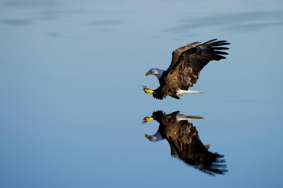 Free Image of Bald eagle swoops down to the water with reflection. 