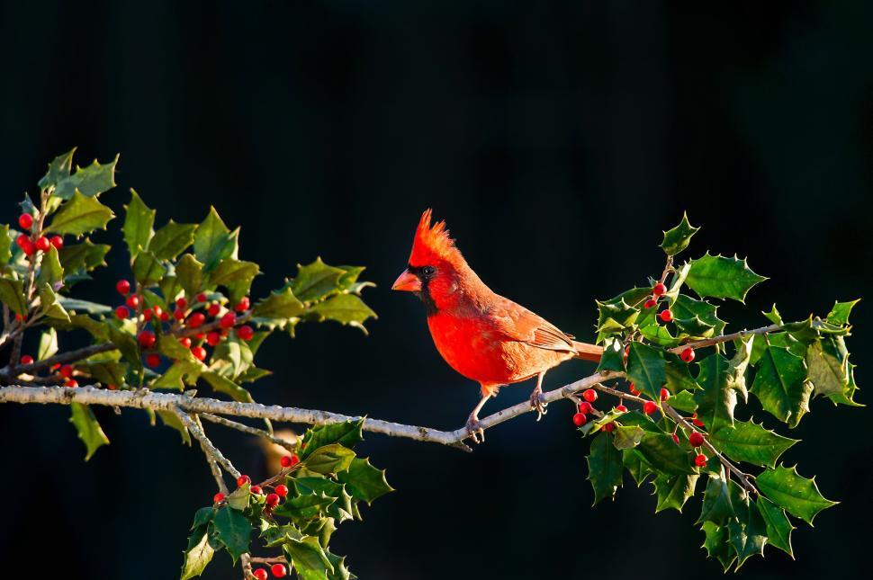 Free Image of Red bird on a holly branch with bright berries shown 