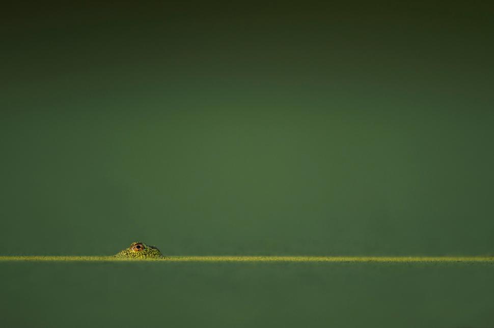 Free Image of Eye of a hidden frog just visible above calm green water 