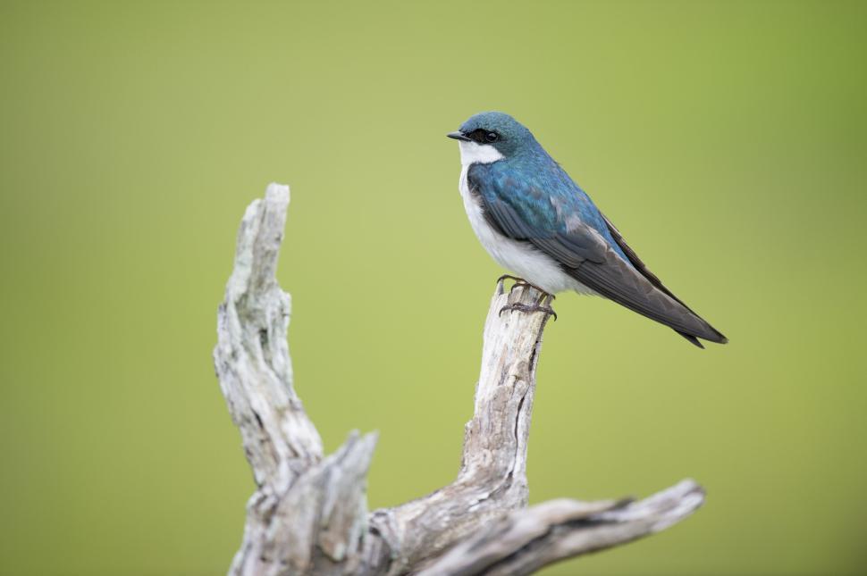 Free Image of Blue and white bird perched on a dead branch serene view 