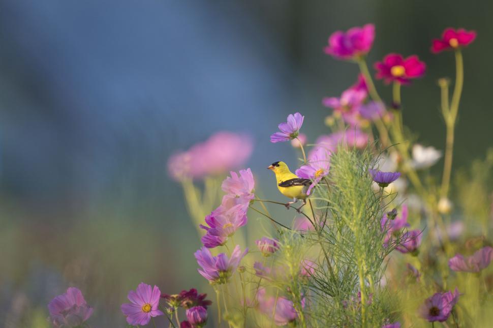 Free Image of A vibrant yellow bird amidst colorful wildflowers. 