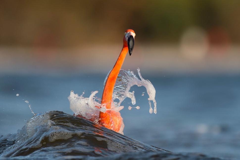 Free Image of Flamingo splashing in water with dramatic waves. 