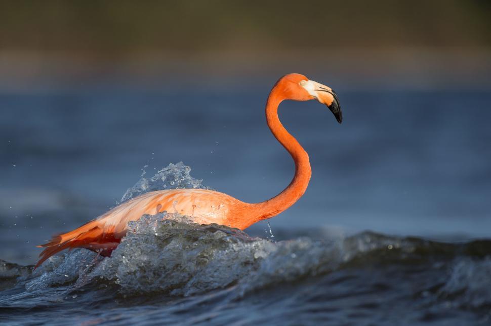 Free Image of Flamingo in the water with splashing motion frozen. 