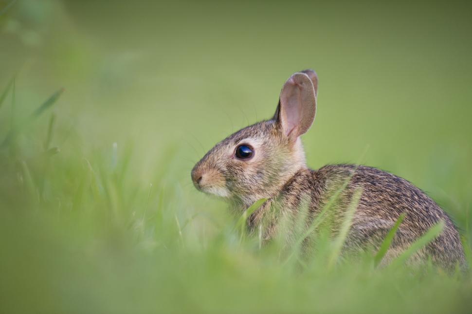 Free Image of A rabbit nestled in grass looking to the distance. 