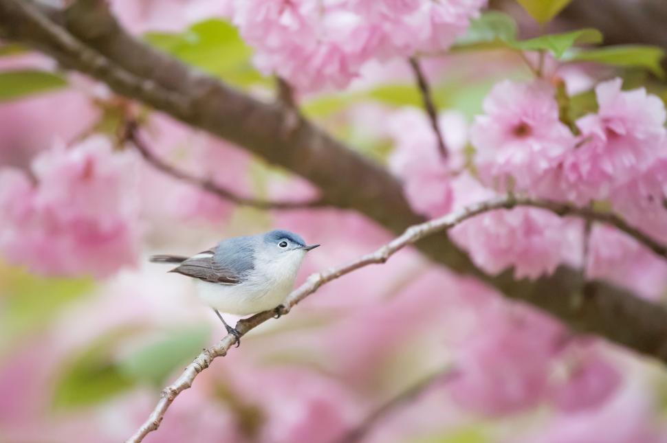 Free Image of Small bird on branch with pink blossoms in background 