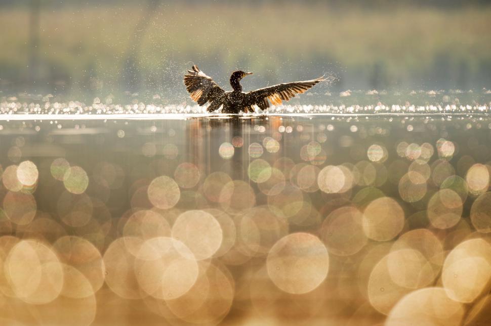 Free Image of Bird with open wings gliding over water with reflections 