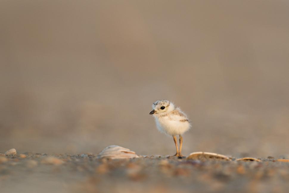 Free Image of Small chick standing on a sandy ground with a calm look 
