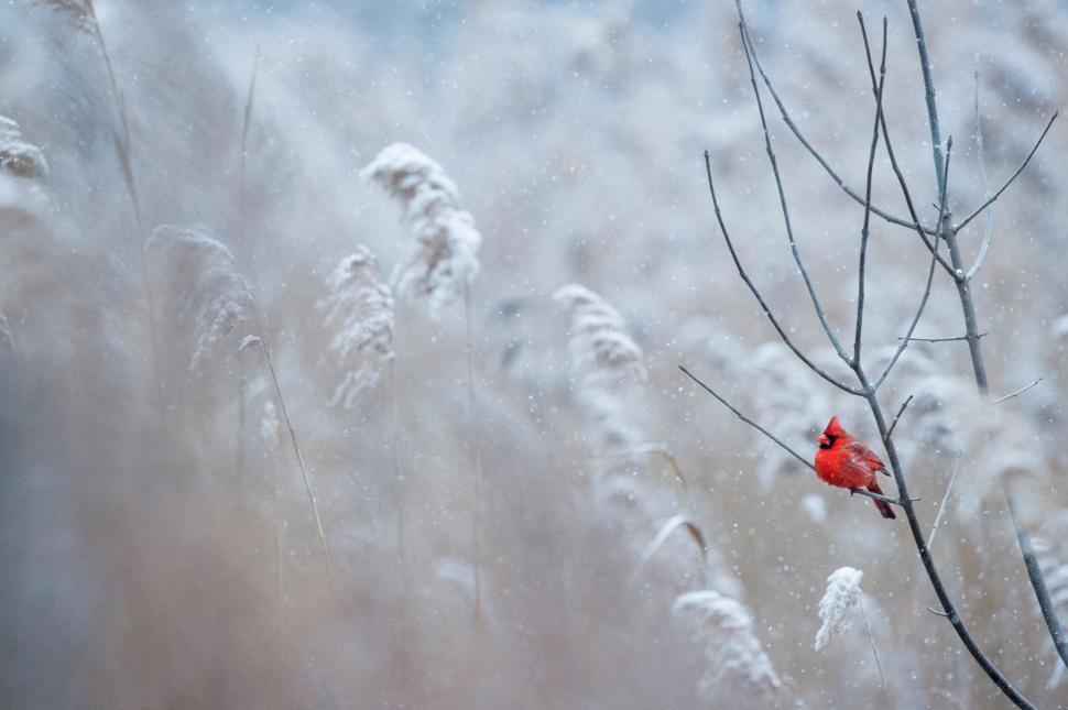 Free Image of Vivid red bird perched on a branch in snowy meadow scene 
