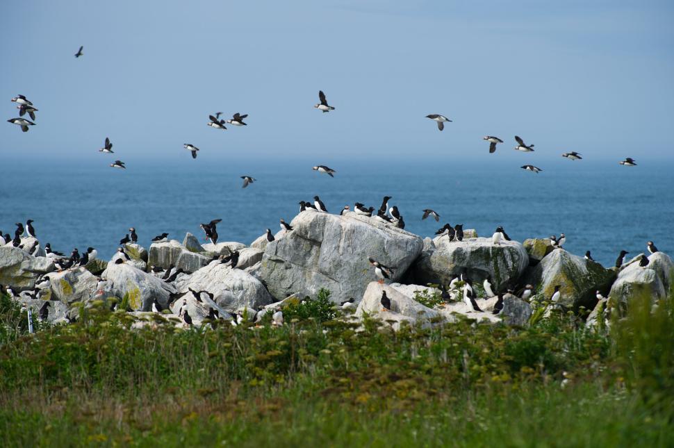 Free Image of Seabirds flying and resting on rocks by the ocean s edge 