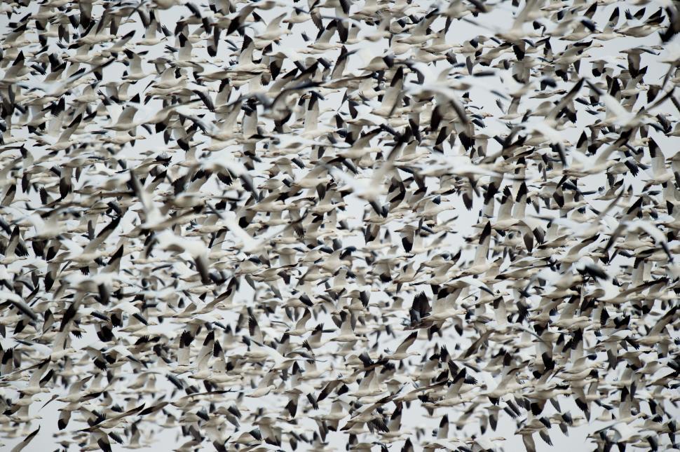 Free Image of Massive flock of birds in flight covering the sky densely 