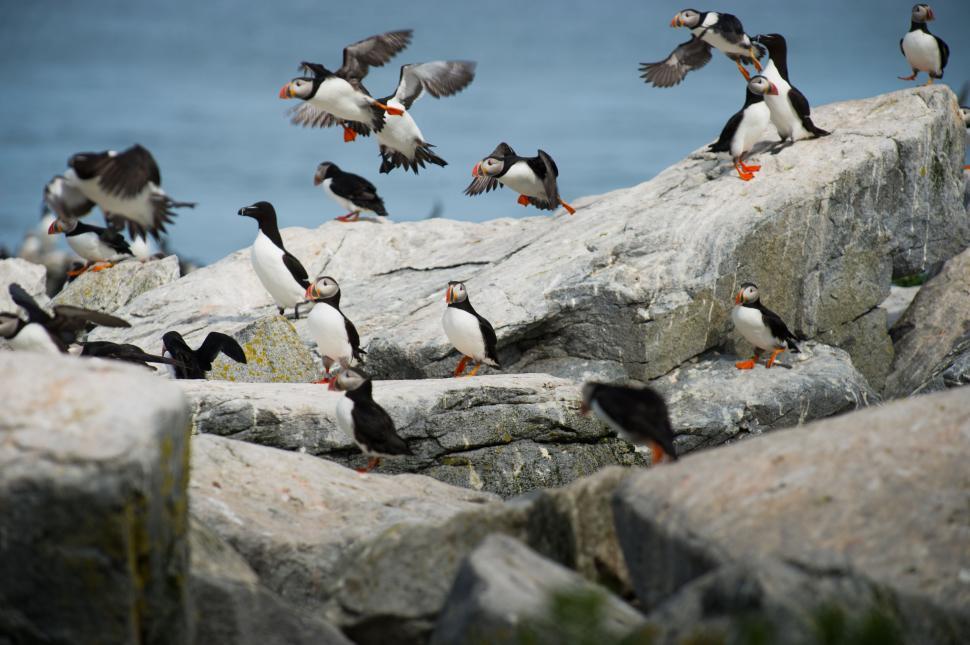 Free Image of Puffins gathered on rocky landscape near the ocean 