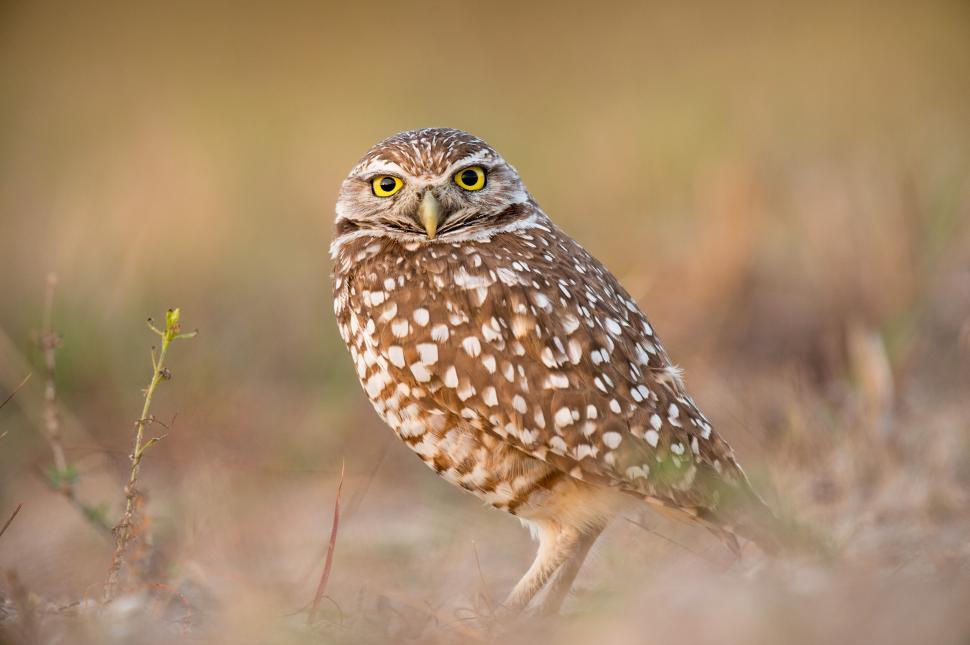 Free Image of Owl with striking yellow eyes on an earthy background 