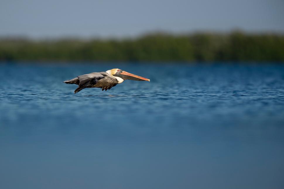 Free Image of Pelican flying low over blue water with distant trees 