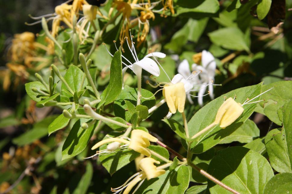 Free Image of Honeysuckle vine 