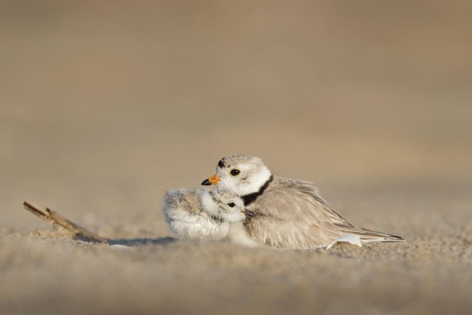 Free Image of Bird protecting its chick on sandy ground in nature 