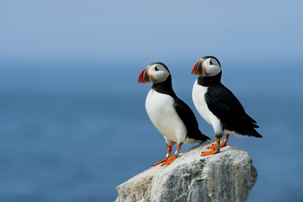 Free Image of Two puffins standing on a rock staring into distance 