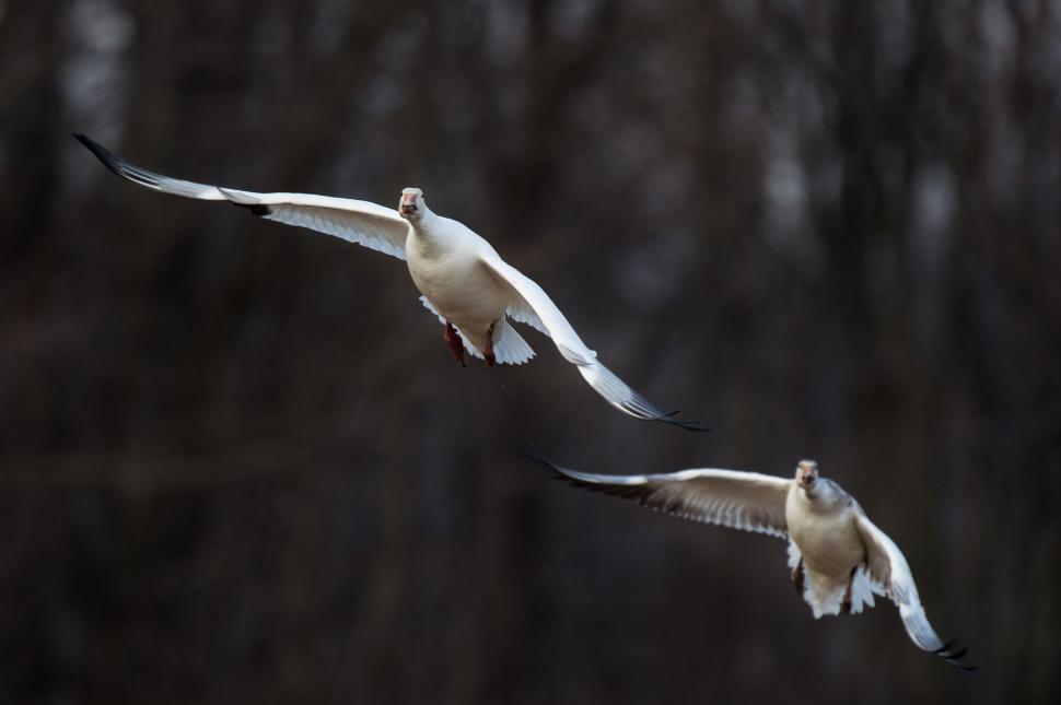 Free Image of Two birds fly side by side in the dark, overcast sky 