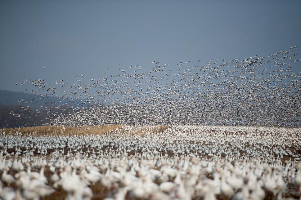 Free Image of Large flock of birds flying over field under a sky 