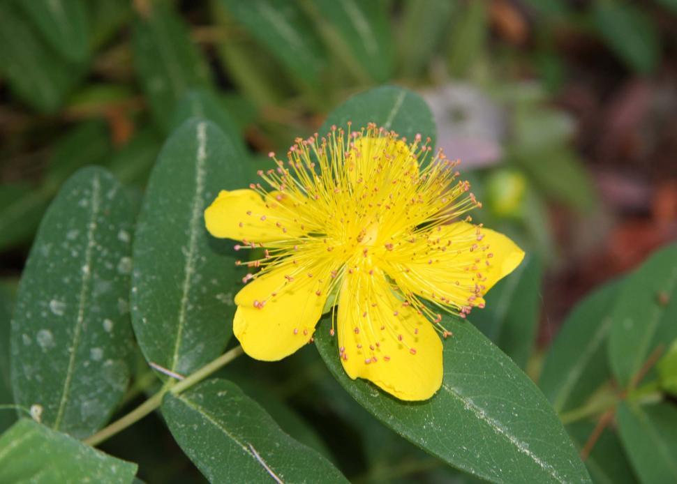 Free Image of Hypericum calycinum 