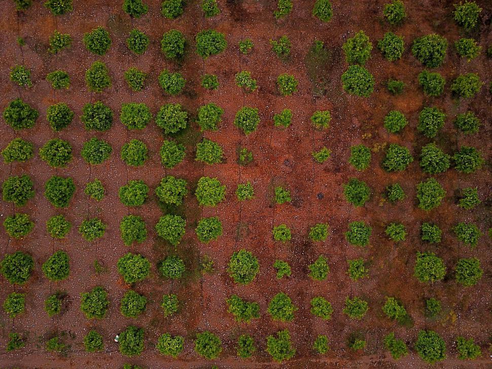 Free Image of Aerial view of organized rows of small trees on a field 