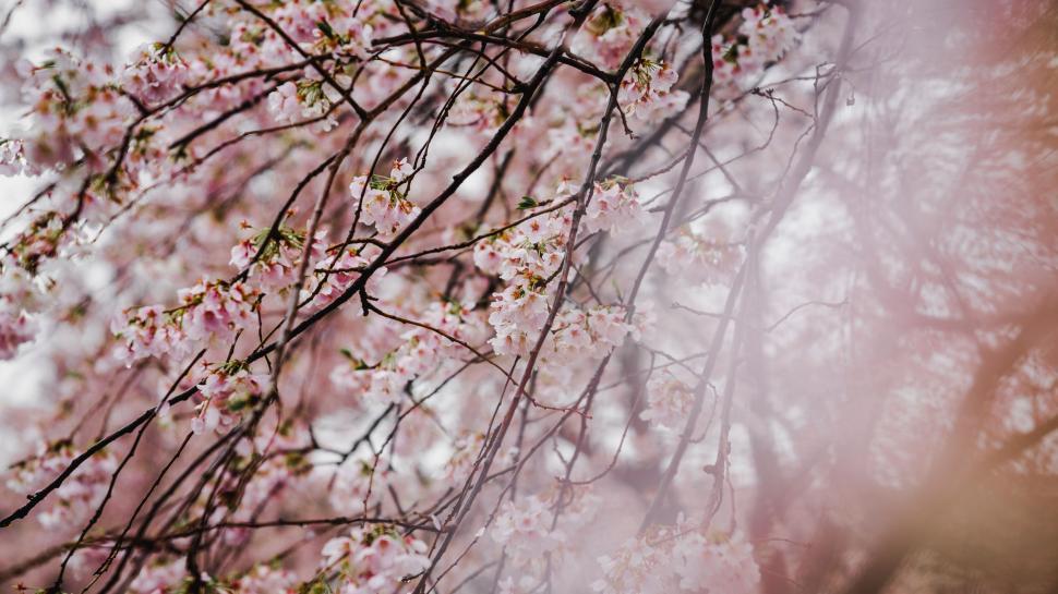 Free Image of Delicate pink cherry blossom branches against a sky. 