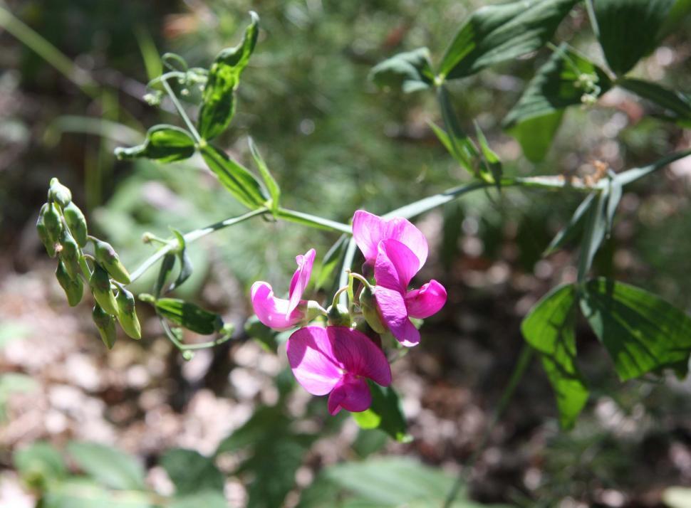 Free Image of Wild sweetpea 