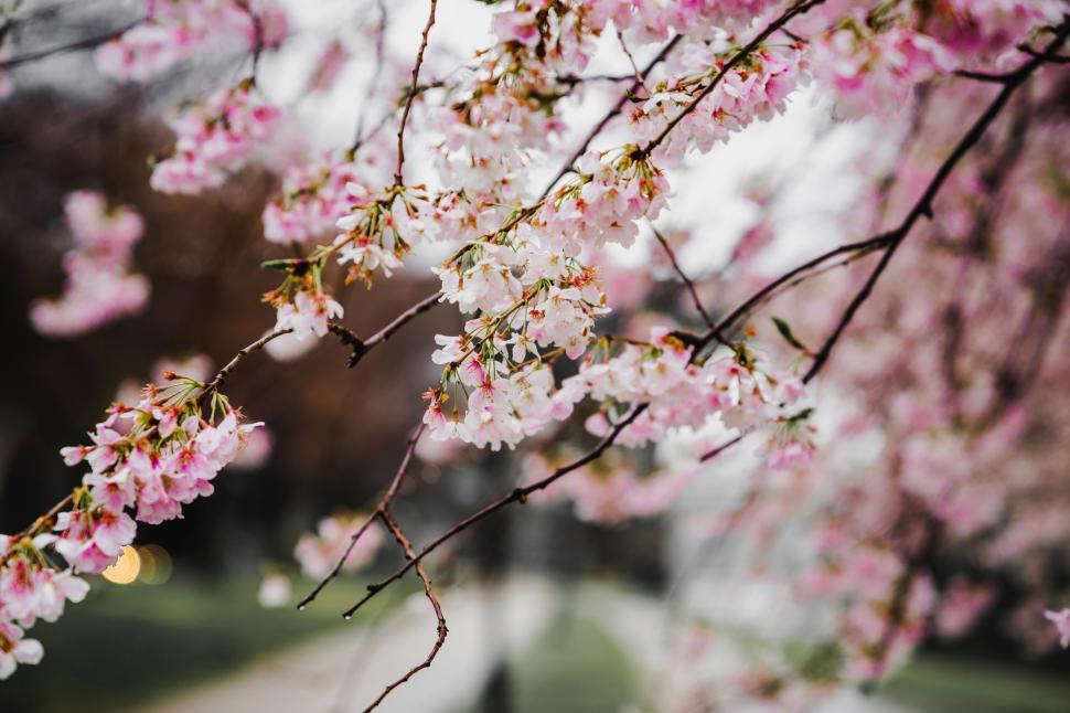 Free Image of Close-up view of pink cherry blossoms in springtime. 