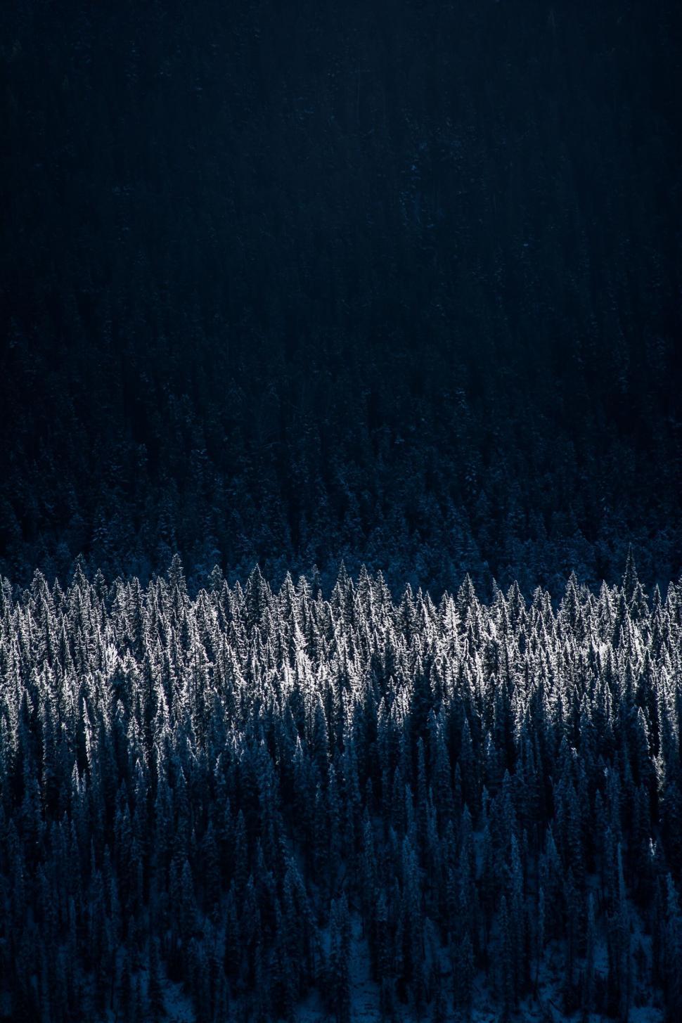 Free Image of Snow-dusted evergreens beneath dark shadowy sky 