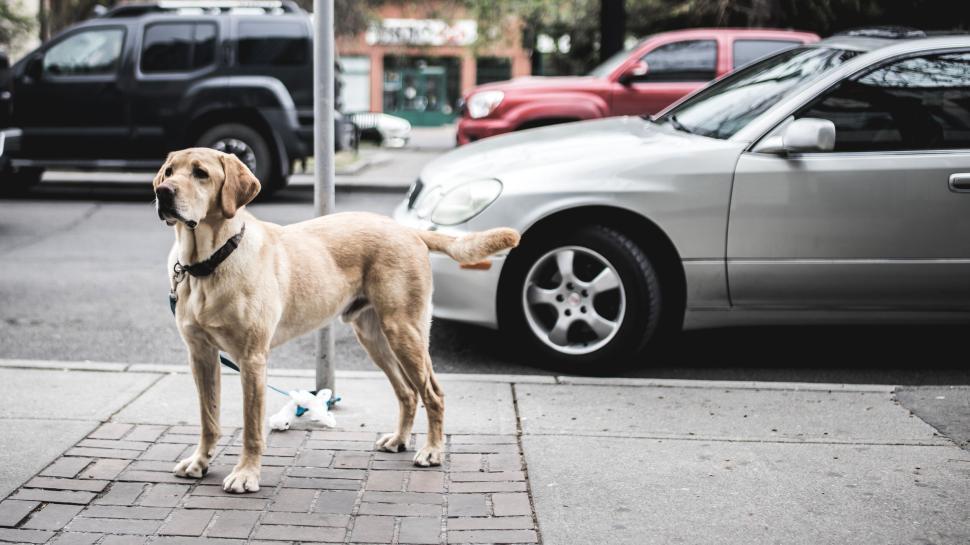 Free Image of Labrador standing on sidewalk next to parked vehicles 