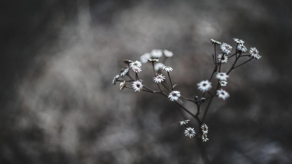 Free Image of Macro shot of delicate flowers against a blurred background 