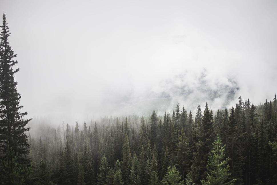 Free Image of Fog covering a vast expanse of evergreen forest trees 