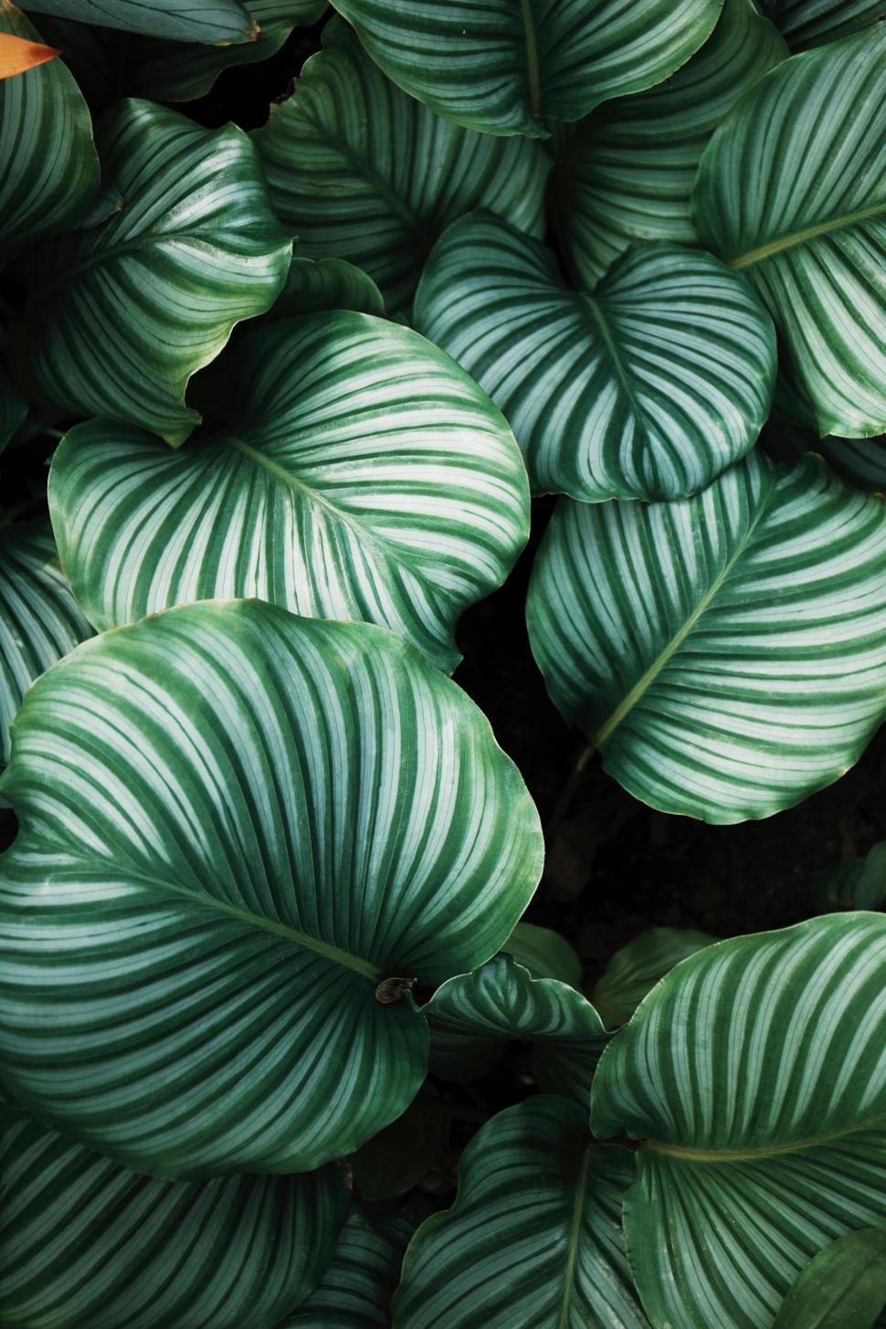 Free Image of Green vibrant tropical leaves with detailed stripes pattern. 