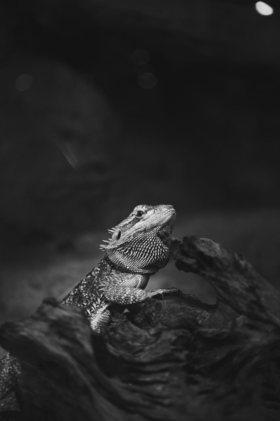 Free Image of Black and white image of a bearded dragon on wood. 