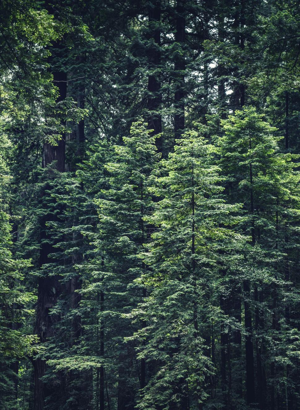 Free Image of Dense green forest with trees extending towards the sky. 