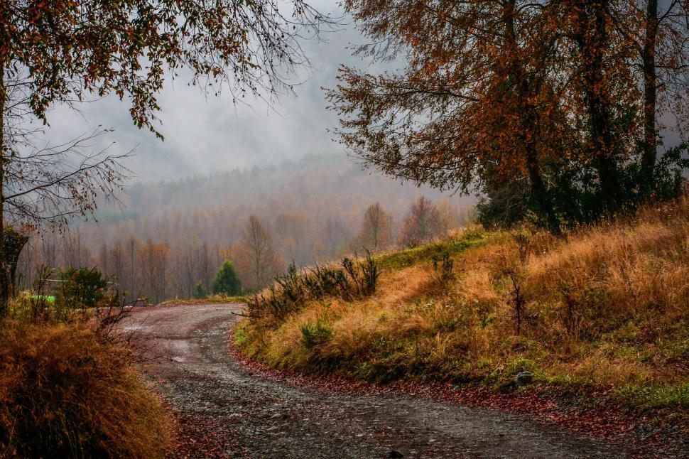 Free Image of Curved path through autumn forest on misty morning 