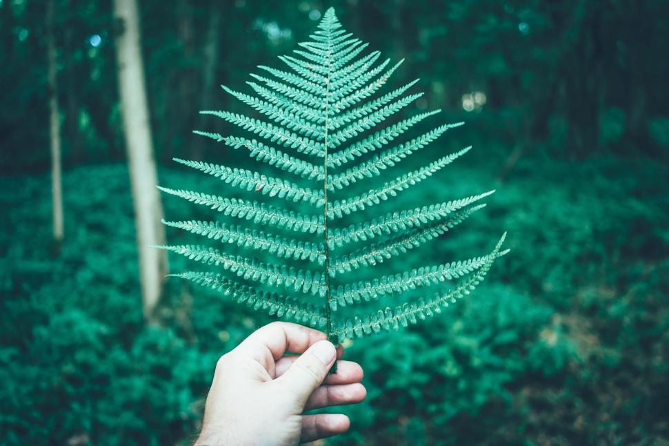 Free Image of Hand holding a large fern leaf in a lush green forest 