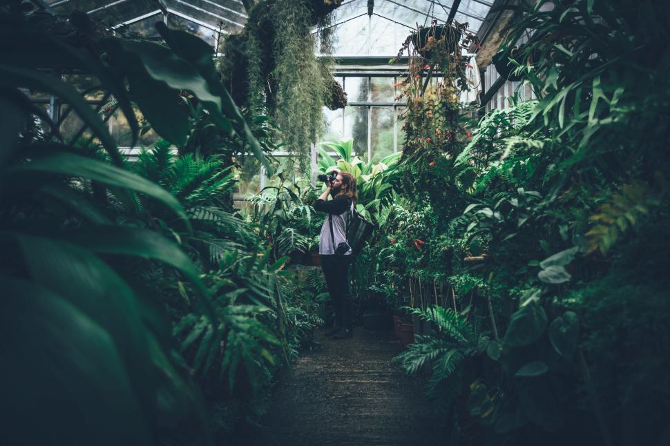 Free Image of Photographer capturing plants in a lush greenhouse 