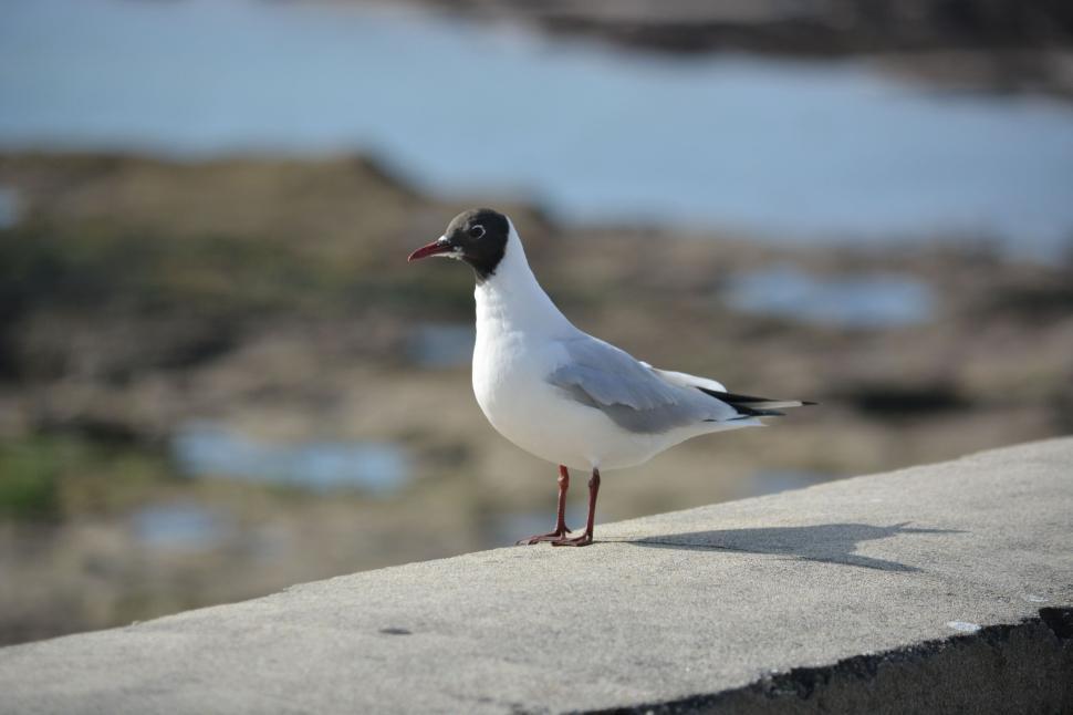 Free Image of Seagull standing on a concrete surface by the sea 
