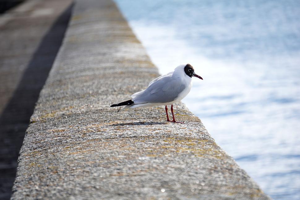 Free Image of Single seagull perched on a stone ledge by the sea. 